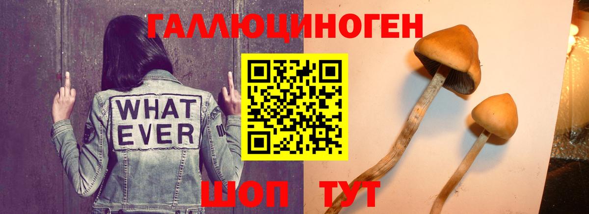 Ярославль  Псилоцибиновые грибы прущие грибы  Вход с VPN 